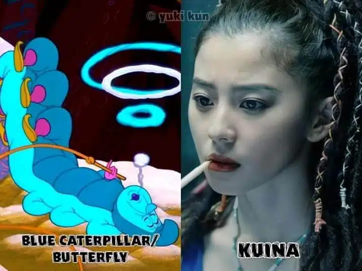 kuina lagarta